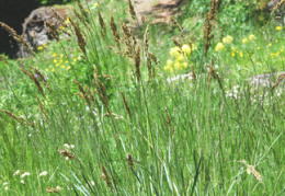 Festuca paniculata 