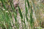 Phleum phleoides 