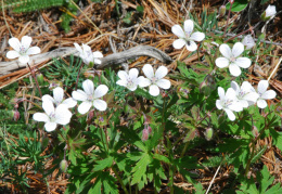 Geranium rivulare