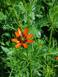 Adonis annua
