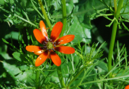 Adonis annua