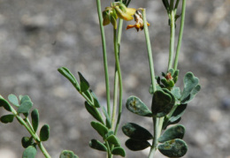 Coronilla minima