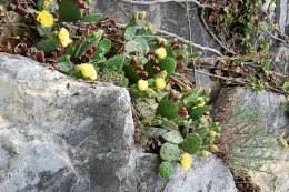 Opuntia humifusa