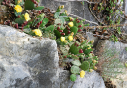 Opuntia humifusa