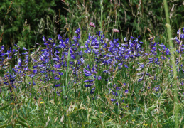 Vicia onobrychioides