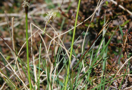 Carex ericetorum