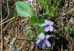 Viola thomasiana