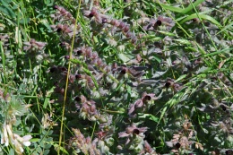 Nonea erecta