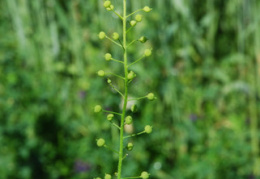 Neslia paniculata