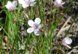 Linum tenuifolium