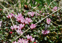 Loiseleuria procumbens