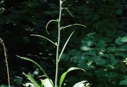 Veratrum nigrum