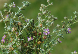 Spergularia rubra