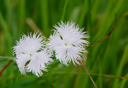 Dianthus monspessulanus