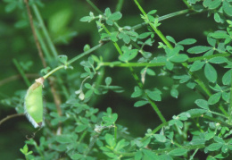 Chamaecytisus hirsutus