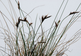 Carex mucronata