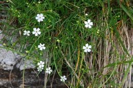 Silene pusilla