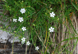 Silene pusilla