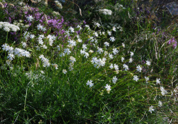 Silene saxifraga