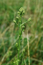 Thalictrum morisonii