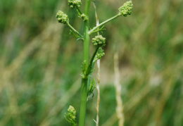 Thalictrum morisonii