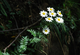 Tanacetum corymbosum