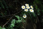 Tanacetum corymbosum