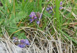 Oxytropis neglecta