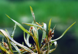 Potamogeton acutifolius, Potamot à feuilles aigües