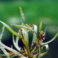 20090710_bonfol_etangs-rougeat_potamogeton_acutifolius.jpg
