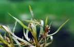 Potamogeton acutifolius, Potamot à feuilles aigües