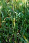 Carex rostrata, Laiche à utricules contractés en bec