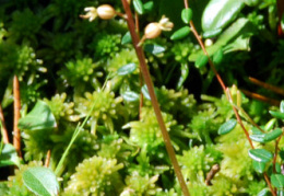 Listera cordata, Listère en coeur