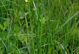 Senecio aquaticus, Séneçon aquatique