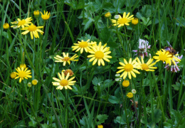 Senecio aquaticus, Séneçon aquatique