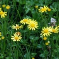 20090711_bonfol_champs-de-manche_senecio_aquaticus_02.jpg