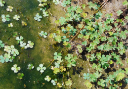 Marsilea quadrifolia, Marsilée à quatre feuilles