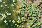 Marsilea quadrifolia, Marsilée à quatre feuilles