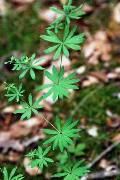 20090713_bonfol_etangs-rougeats_galium_sylvaticum.jpg