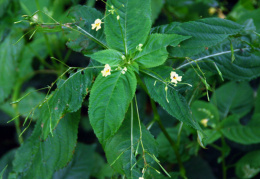 Impatiens parviflora, Impatiente à petites fleurs