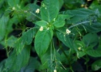 Impatiens parviflora, Impatiente à petites fleurs