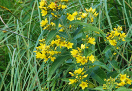 Lysimachia vulgaris, Lysimaque vulgaire