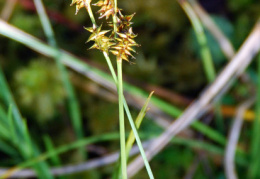 Carex echinata, Laiche hérisson