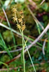 Carex echinata, Laiche hérisson