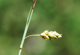 Carex limosa, Laiche des bourbiers