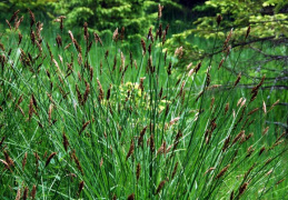 Carex paniculata, Laiche paniculée