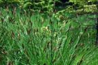 Carex paniculata, Laiche paniculée