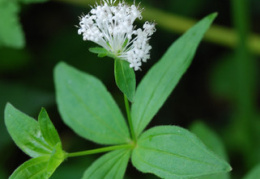 Asperula taurina