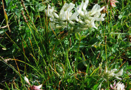 Astragalus australis