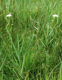 Selinum carvifolia